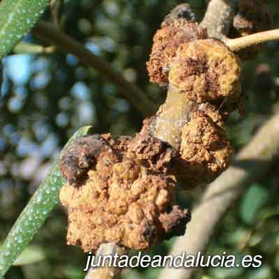 tuberculosis olivo