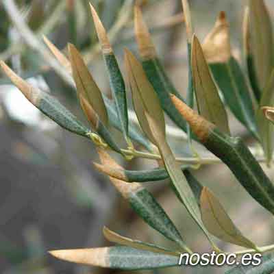 verticilosis del olivo